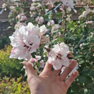 Кичест хибискус