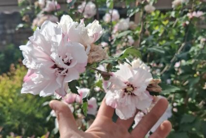 e40b3244-074b-47ab-beb5-32283b2142b3 e40b3244-074b-47ab-beb5-32283b2142b3