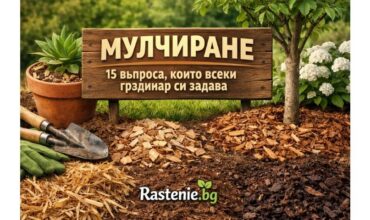 rastenie.bg-mulchirane.jpg rastenie.bg-mulchirane.jpg