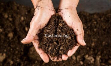 torf-kisela-pochva.jpg как да понижим PH на почвата