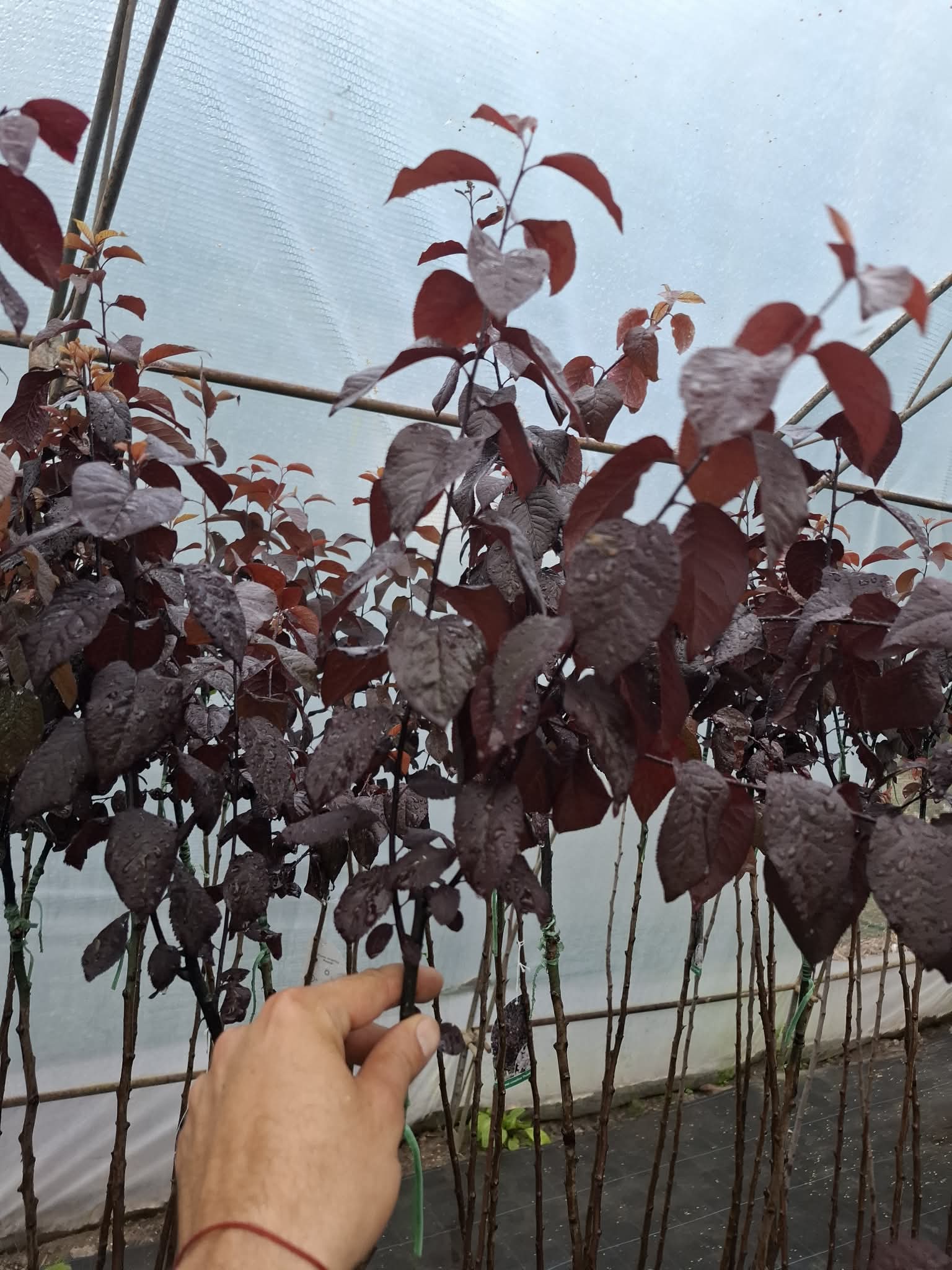 Червенолистна слива Pissardi - Image 2