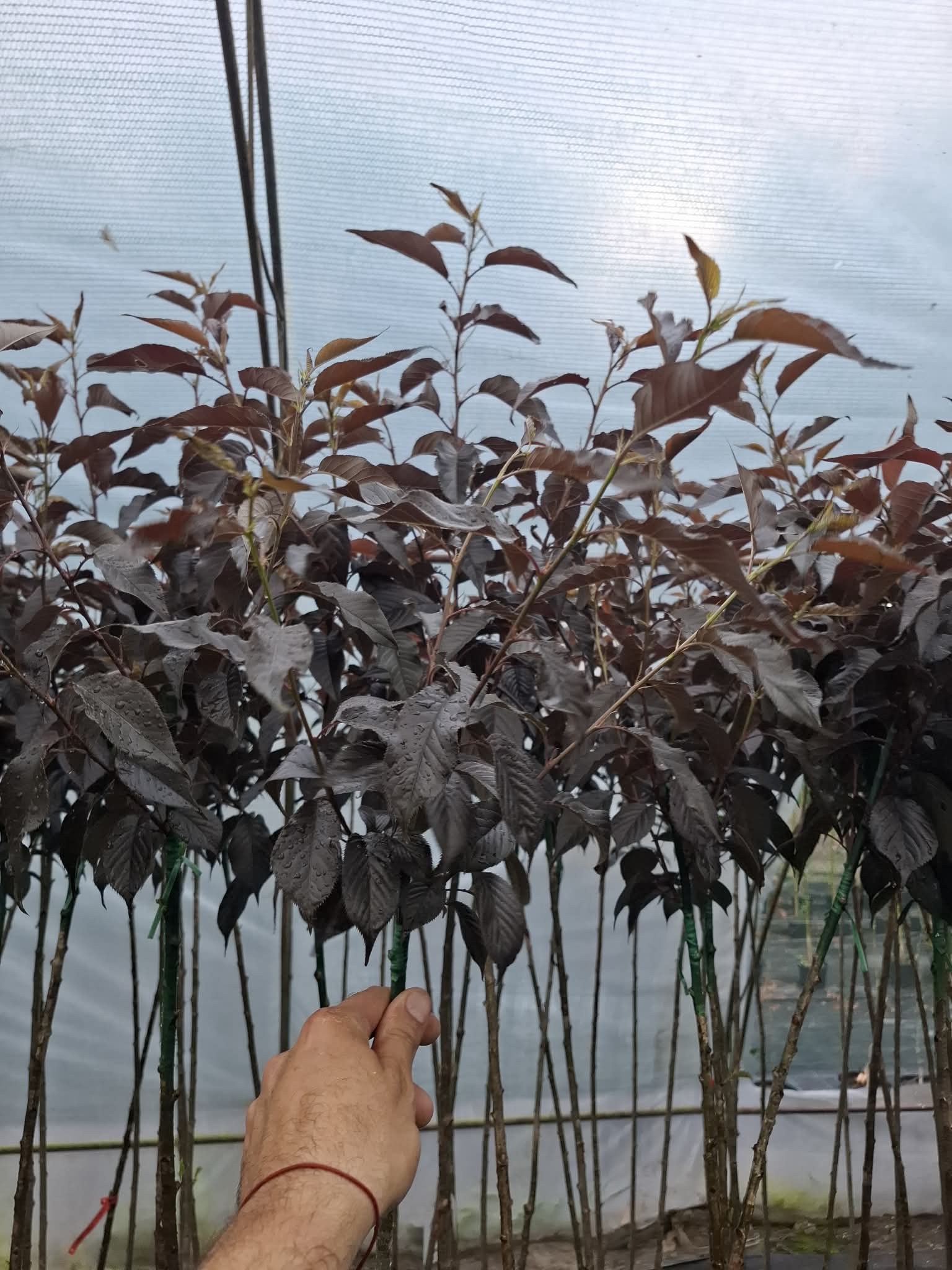 Червенолистна слива Pissardi - Image 3