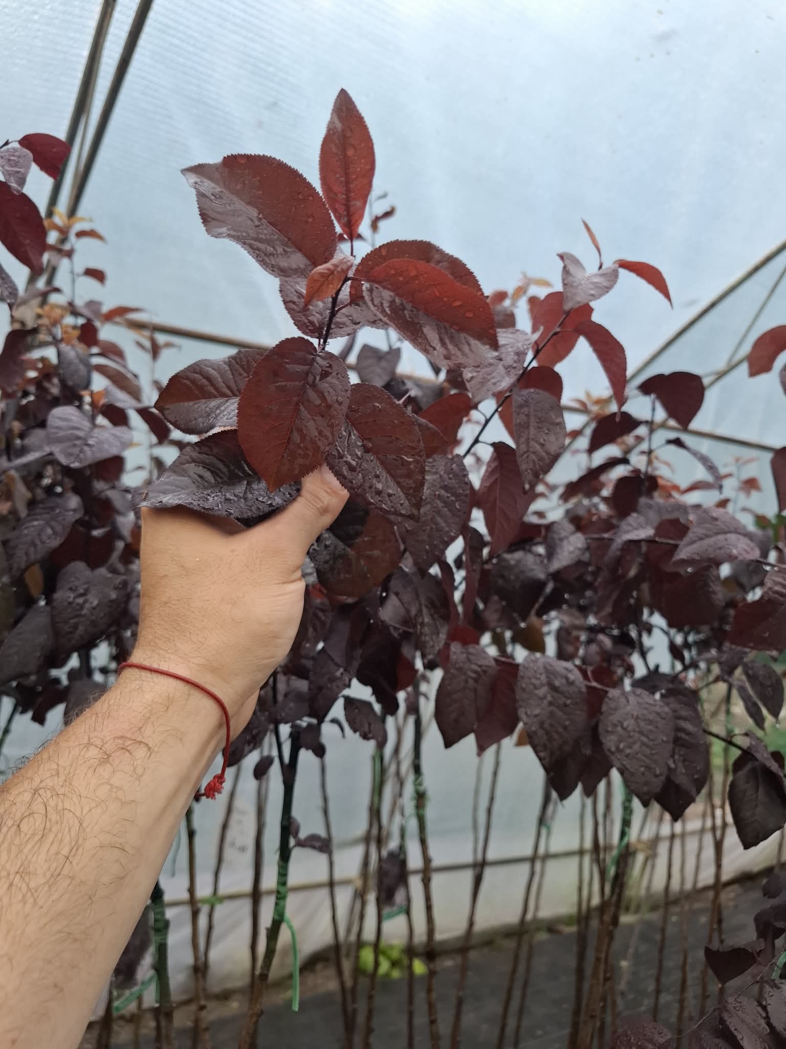 Червенолистна слива Pissardi - Image 4