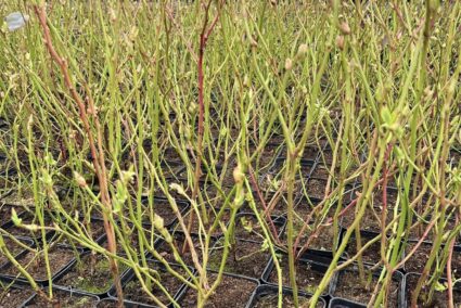 amerikanska-borovinka-v-saksiya.jpg (1) Vaccinium corymbosum растение в контейнер