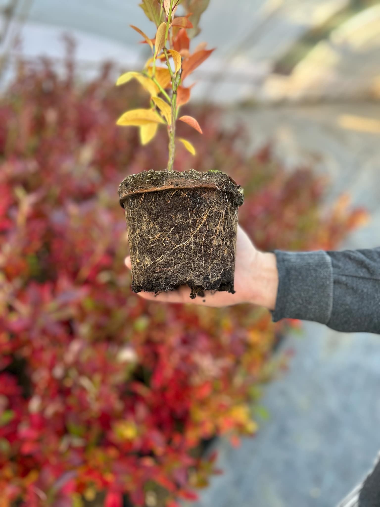 Американска боровинка в саксия-сорт Elliot - Image 2