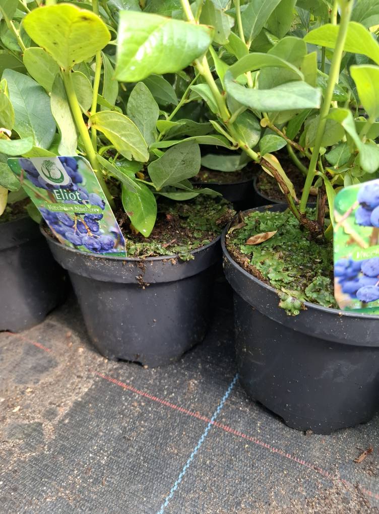 Американска боровинка Elliot в саксия в плододаване