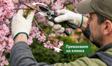 ChatGPT Image 29.03.2026 г., 12_51_24 Инфографика как се подрязва японска вишна след цъфтеж с указания за рязане на 5-10 см и оформяне на корона