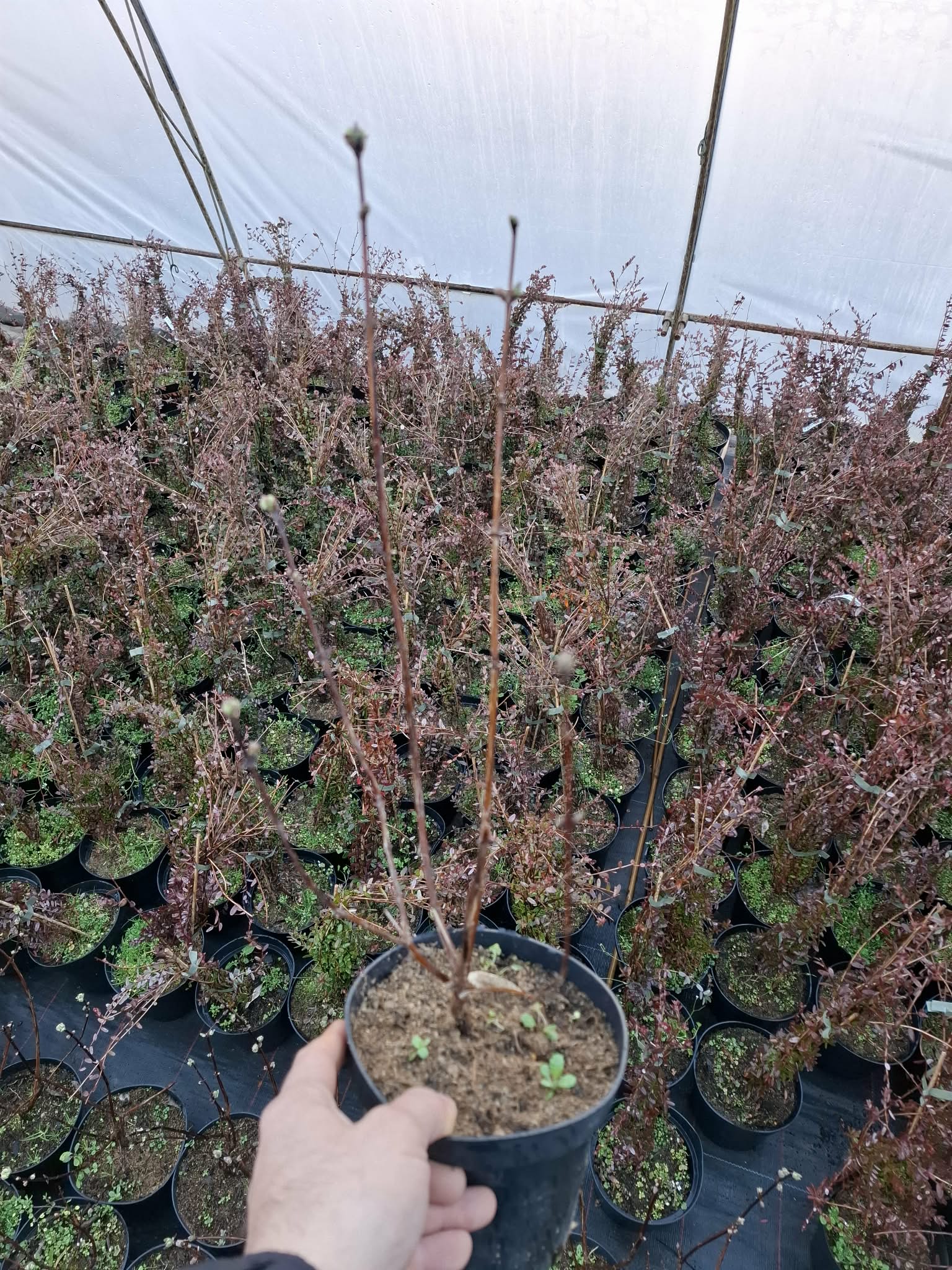 Камчатска ягода (Lonicera caerulea) - Image 3