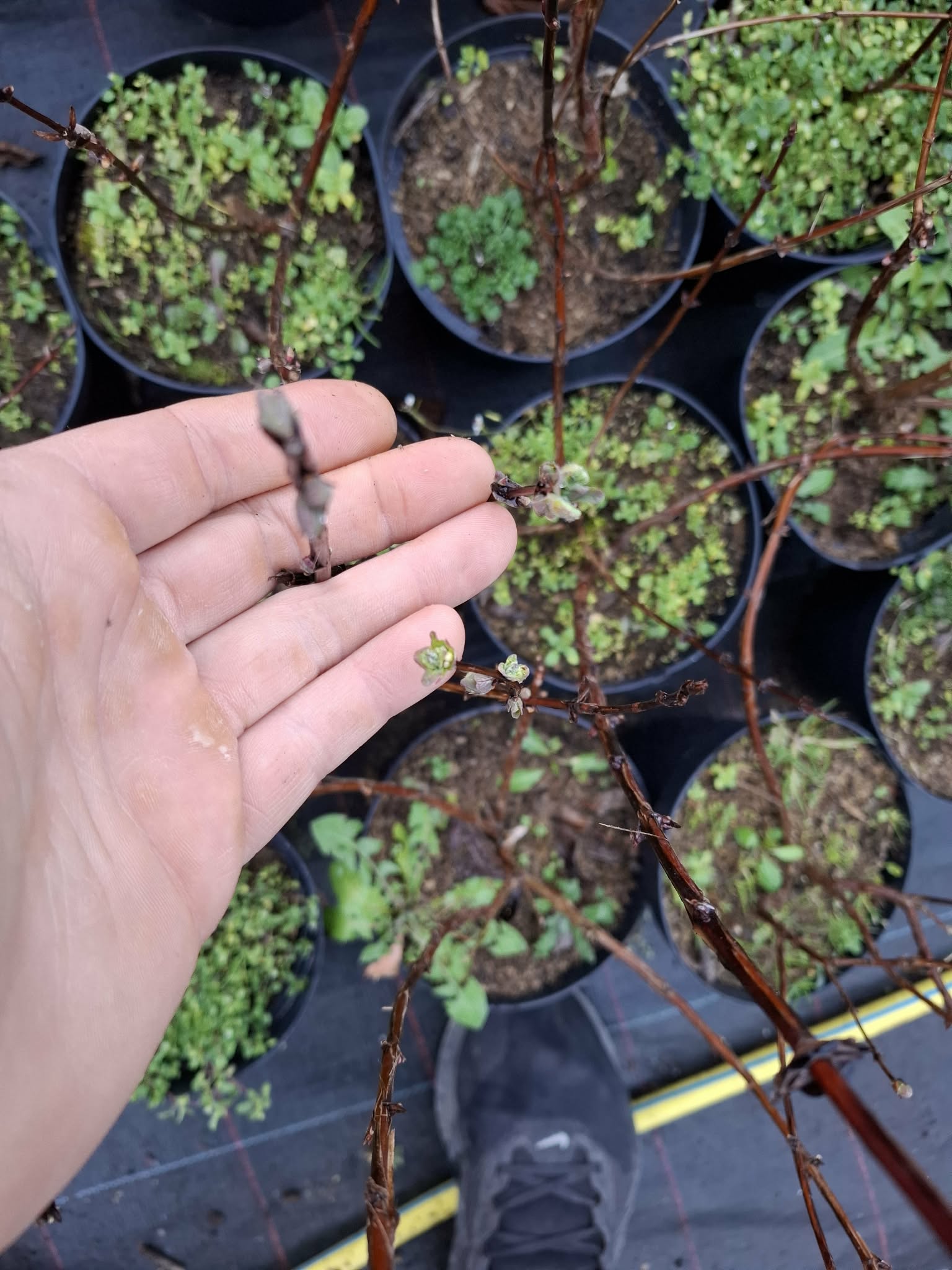 Камчатска ягода (Lonicera caerulea) - Image 2