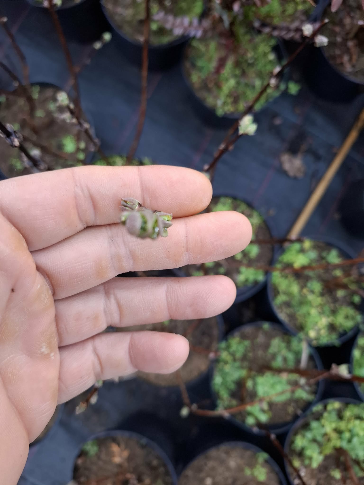 Камчатска ягода растение в саксия Lonicera caerulea