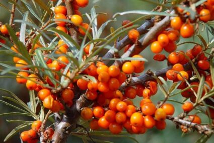 oblepikha-v-saksiya.jpg Облепиха в саксия с ярко оранжеви плодове