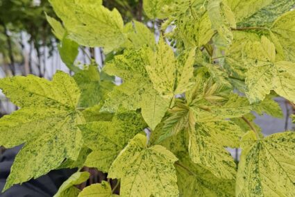Acer platanoides Leopoldii пъстър явор с жълто-зелени листа