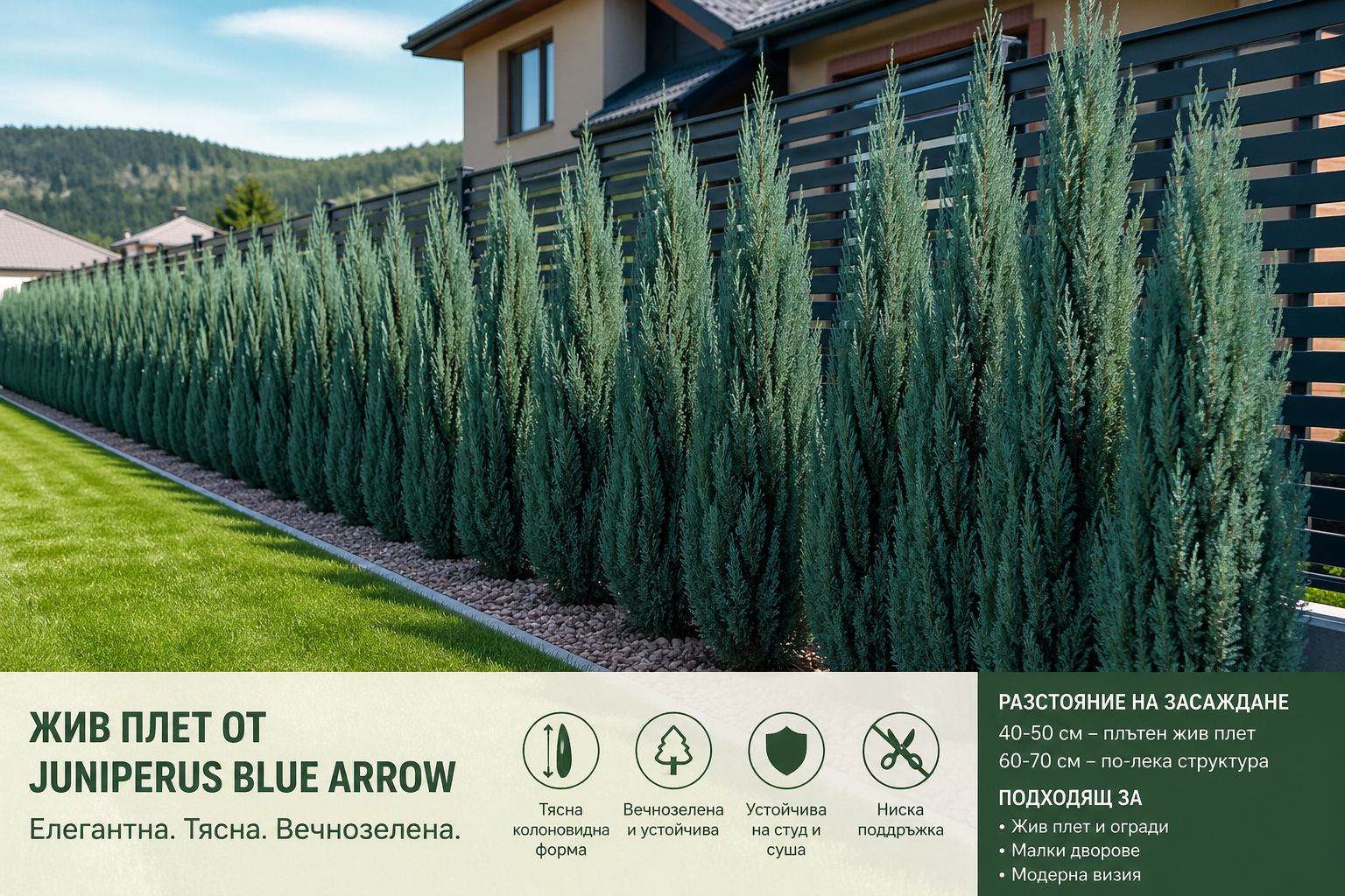 Жив плет от Blue Arrow хвойна в двор с ограда
