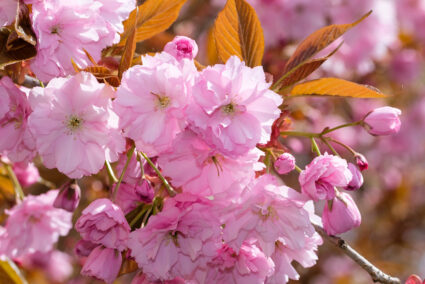 Rosa Kirschblüten im Frühling an einem Baum / Japanische Nelke Японска вишна Канзан (Prunus serrulata Kanzan) с гъста корона и наситено розови цветове през пролетта