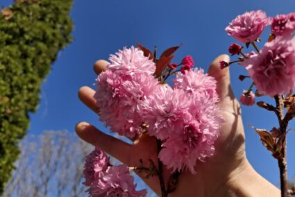 yaponska-vishna-royal-burgundy-saksiya-140cm.jpg Японска вишна Royal Burgundy цъфтеж розови цветове