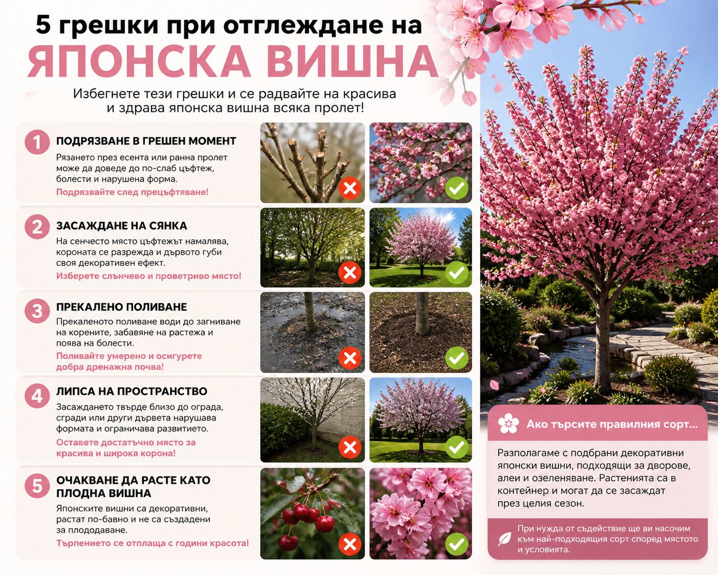 Как да отглеждаме японска вишна без грешки – практични съвети