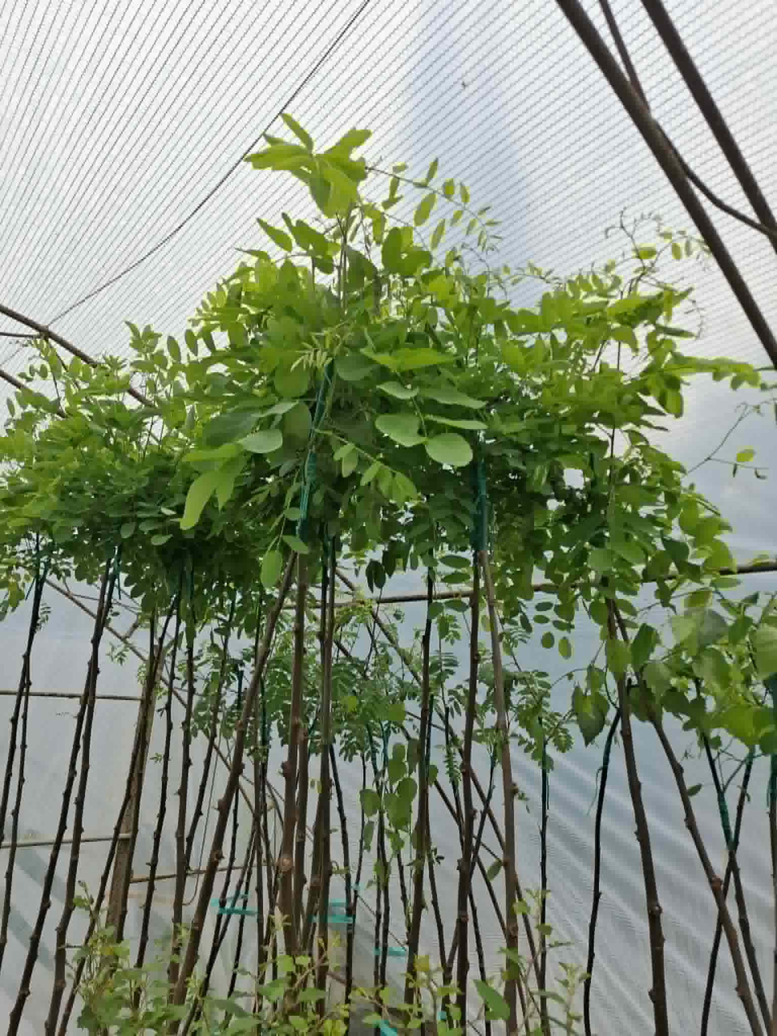 Кълбовидна акация (Robinia Umbraculifera) 180-200 см в саксия - Image 3