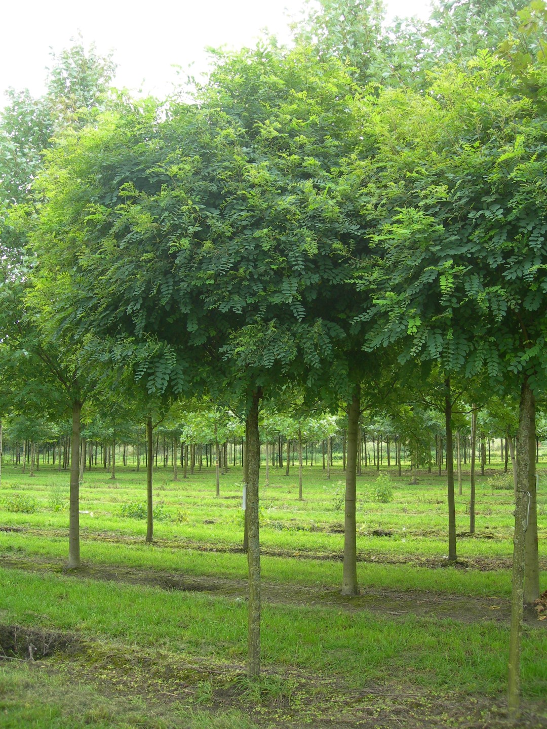 Кълбовидна акация (Robinia Umbraculifera) 180-200 см в саксия - Image 2