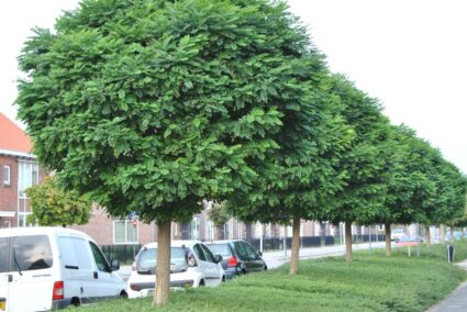 robinia_pseudoacacia_umbraculifera Robinia Umbraculifera (Кълбовидна акация) в саксия с височина 180–200 см