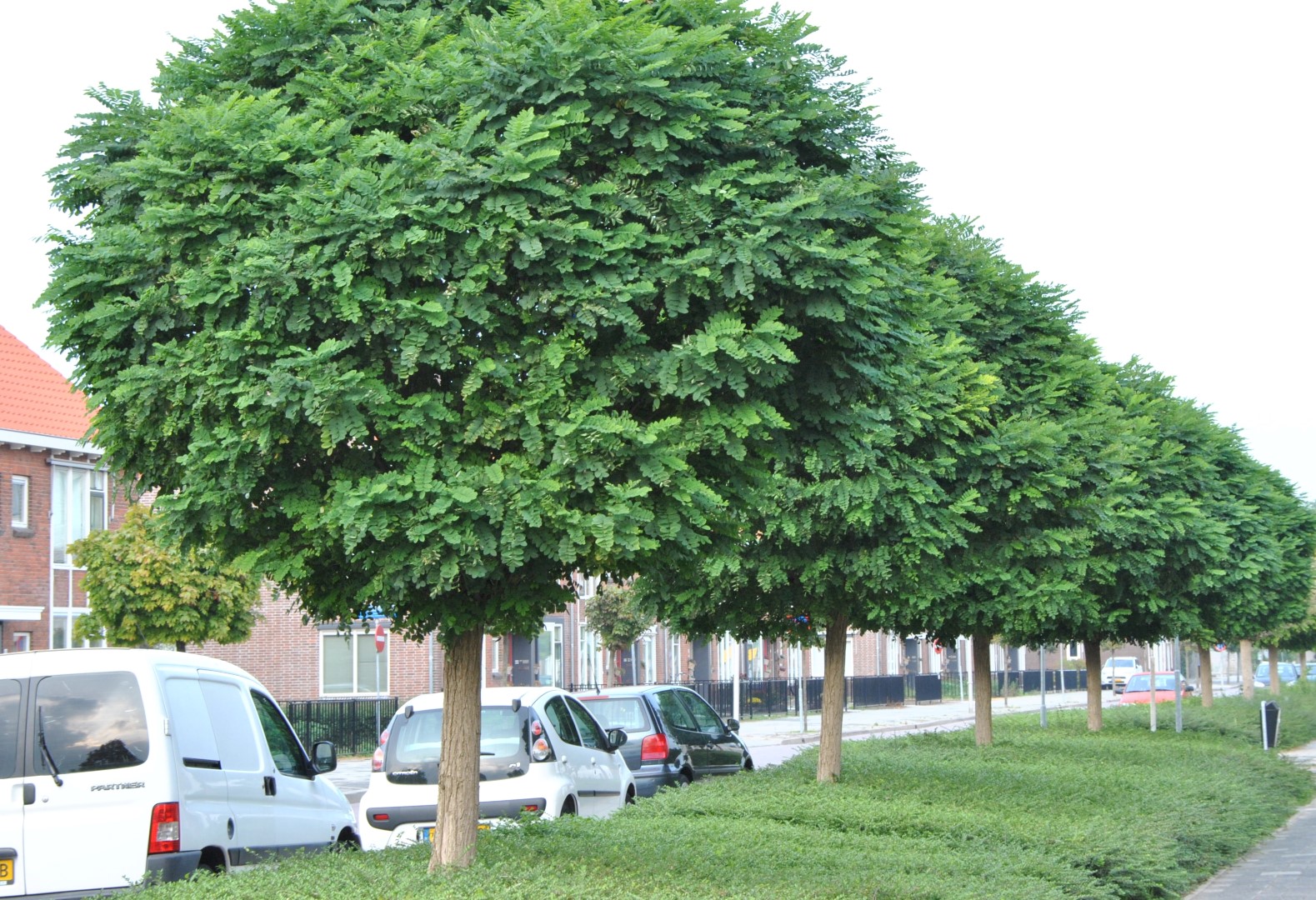 Robinia Umbraculifera (Кълбовидна акация) в саксия с височина 180–200 см
