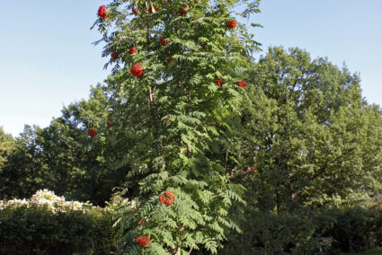 Sorbus aucuparia Fastigiata колонна офика декоративно дърво с червени плодове