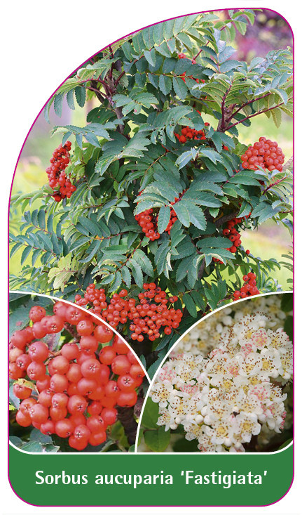 Sorbus aucuparia ‘Fastigiata’ – Колонна офика с декоративни плодове - Image 2
