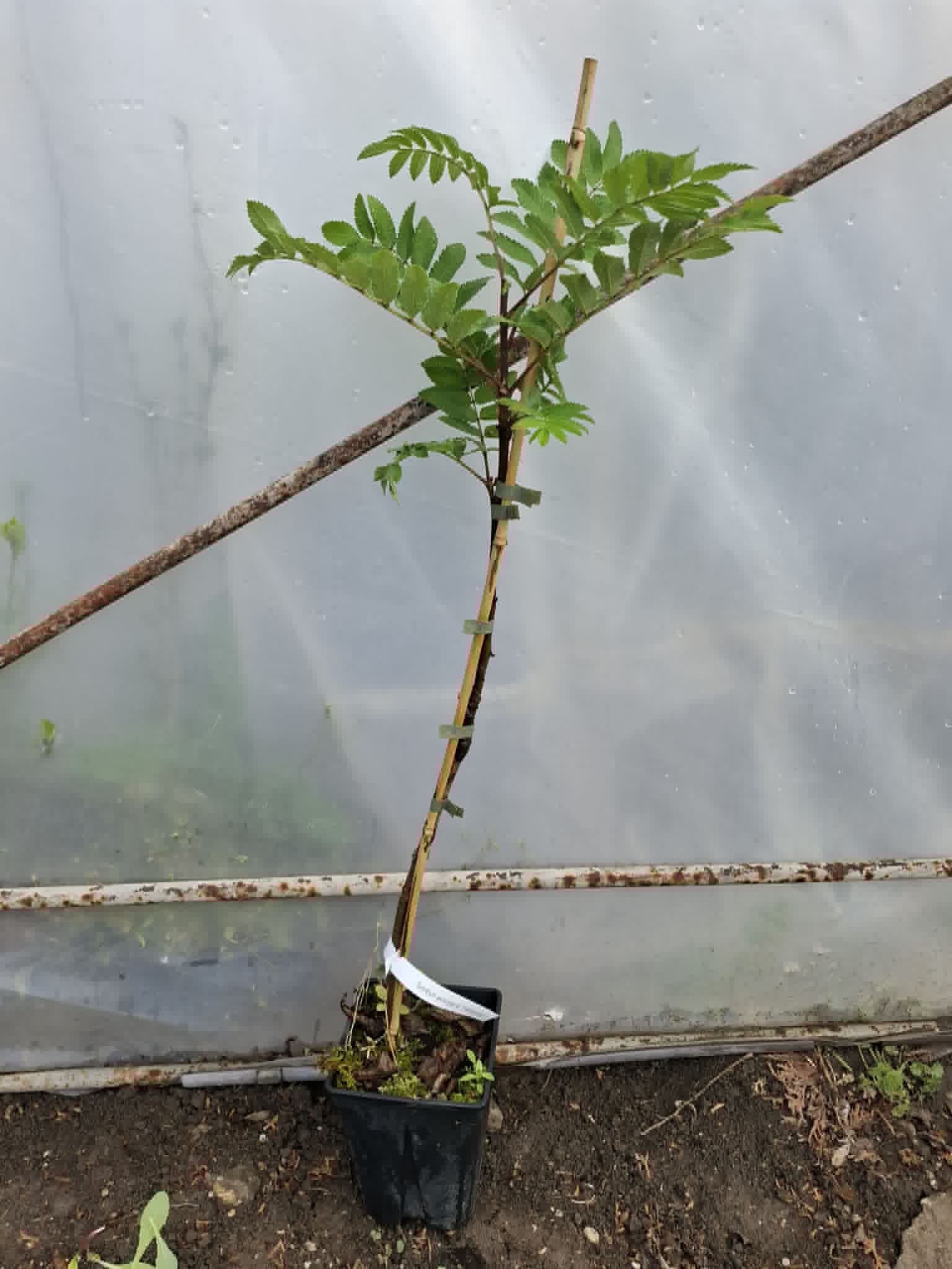 Sorbus aucuparia ‘Fastigiata’ – Колонна офика с декоративни плодове - Image 5