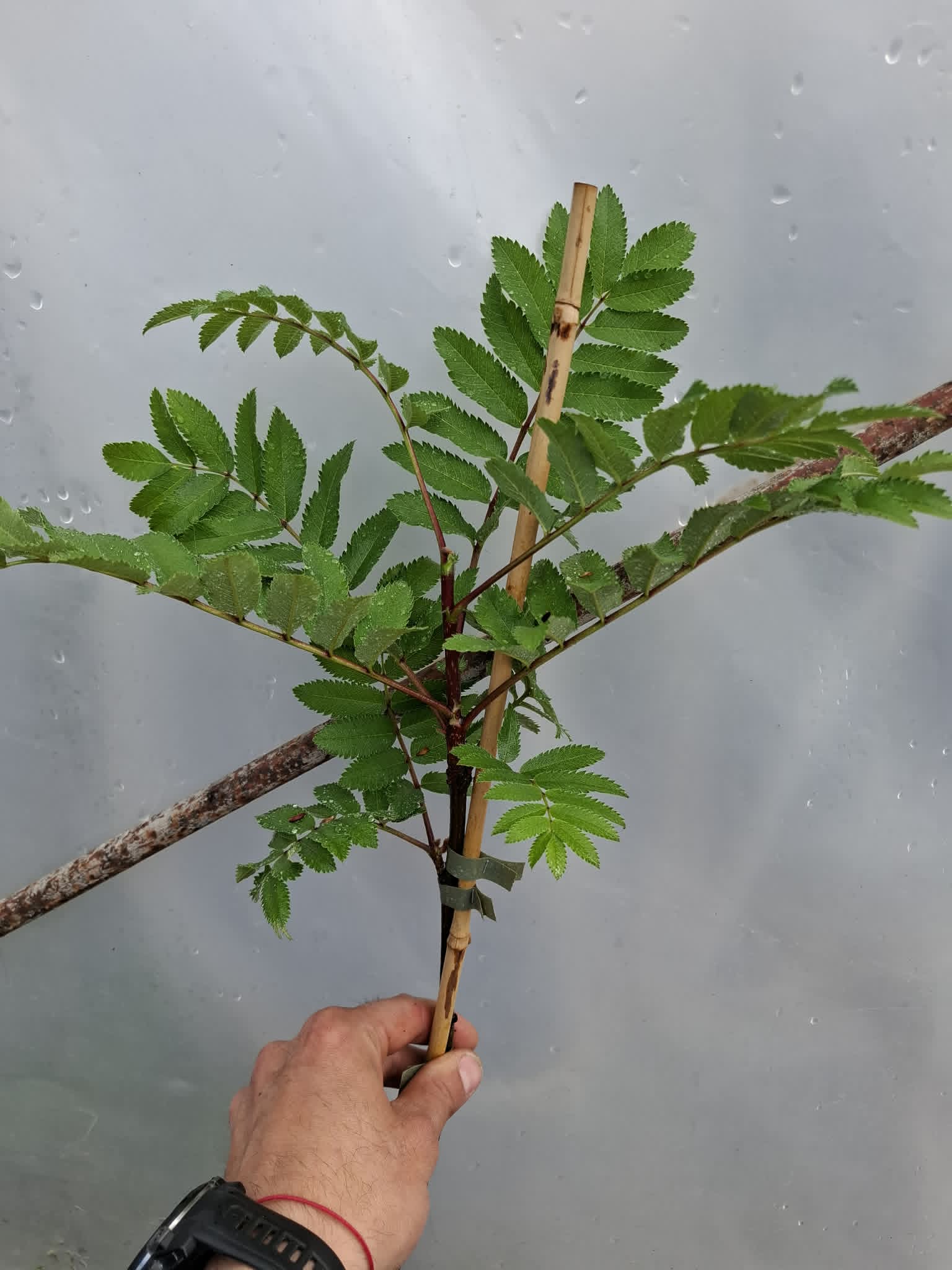 Sorbus aucuparia Fastigiata колонна офика декоративно дърво с червени плодове
