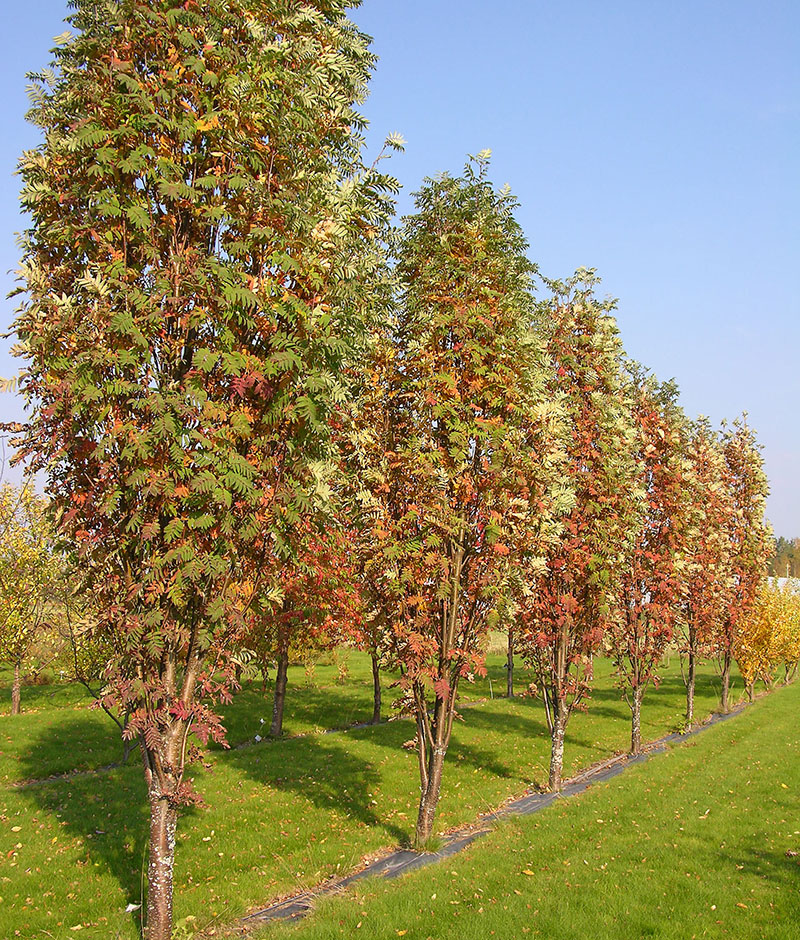 Sorbus aucuparia ‘Fastigiata’ – Колонна офика с декоративни плодове - Image 3