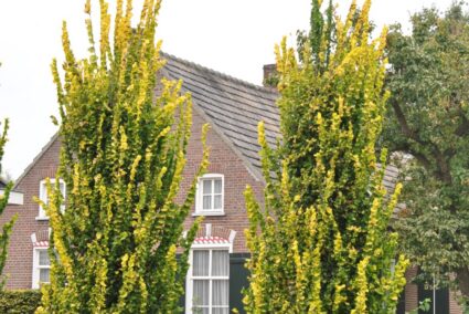 Ulmus hollandica Wredei златист бряст декоративно дърво с жълти листа