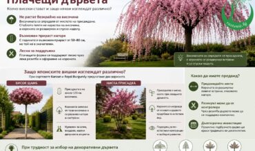 placheshti-darveta-visochina-shtambovi-formi.jpg Плачещи декоративни дървета и японски вишни Kanzan и Royal Burgundy с висок щамб и ниска присадка