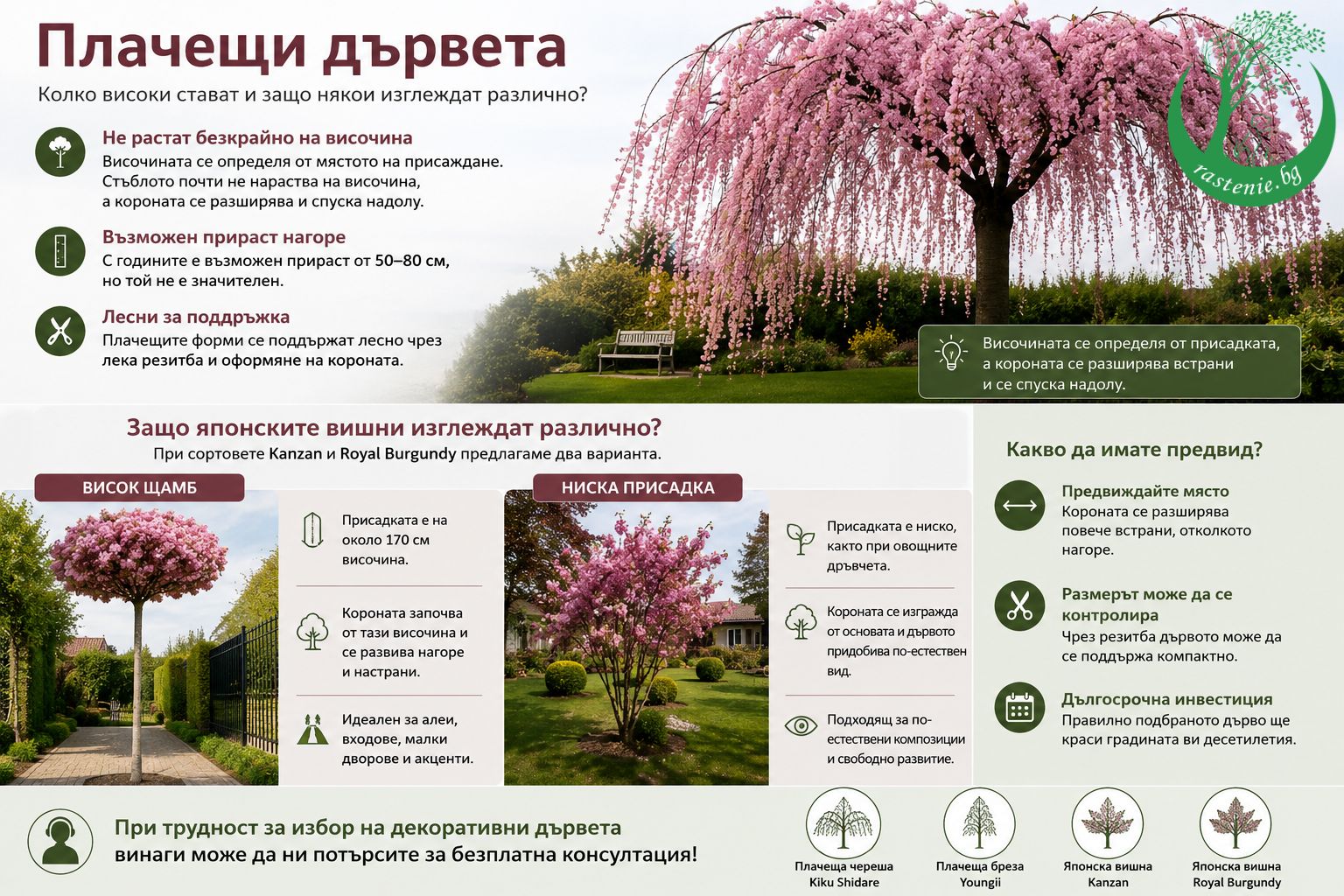 Плачещи декоративни дървета и японски вишни Kanzan и Royal Burgundy с висок щамб и ниска присадка