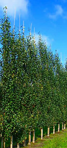 Бреза Fastigiata (Betula pendula 'Fastigiata') в саксия – колоновидно декоративно дърво, подходящо за дворове, алеи и тротоари