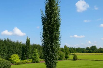 betula-pendula-fastigiata-v-saksiya-1.jpg Бреза Fastigiata (Betula pendula 'Fastigiata') в саксия – колоновидно декоративно дърво, подходящо за дворове, алеи и тротоари