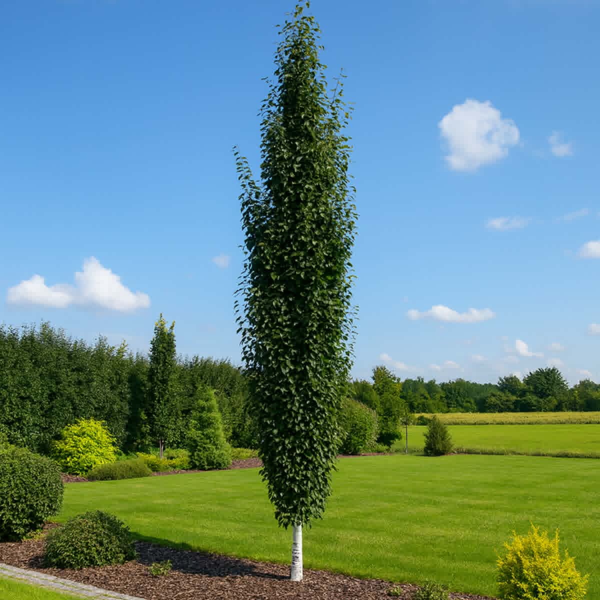 Бреза Fastigiata (Betula pendula 'Fastigiata') в саксия – колоновидно декоративно дърво, подходящо за дворове, алеи и тротоари