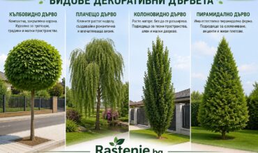 vidove-dekorativni-darveta-kalbovidni-placheshti-kolonovidni-piramidalni.jpg Сравнение между кълбовидни, плачещи, колоновидни и пирамидални декоративни дървета – подходящи форми за дворове, тротоари и озеленяване.